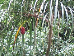 CairnsTC223 Crystal Cascades